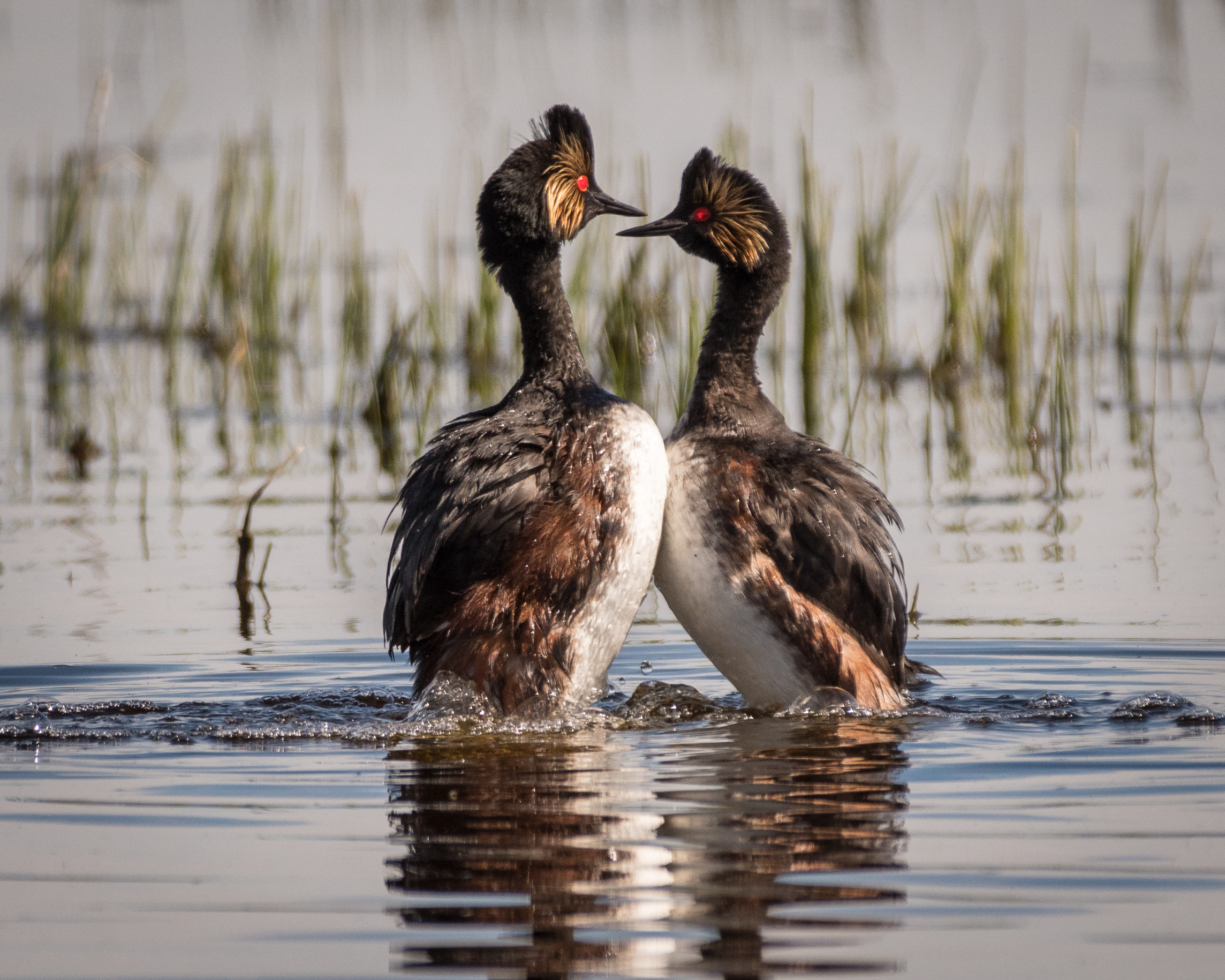 Klamath Grebes